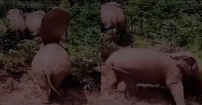 Video: Chú voi khoác áo phong trần bước ra đời, ai ngờ vấp ngã vì đường trơn