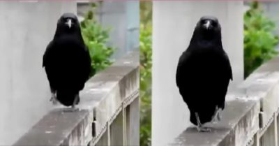 Video: Quạ đen biểu diễn catwalk trên bờ tường