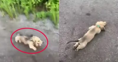 Video: Chú cún tinh nghịch vừa đi dạo cùng chủ vừa diễn trò