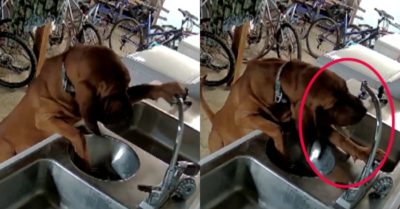Video: Chủ trả hóa đơn khủng vì chó cưng mở vòi uống nước