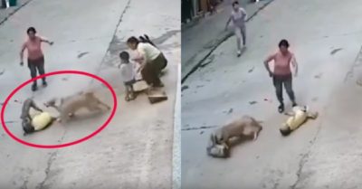 Video: Chó cưng xả thân cứu cậu chủ khỏi chó hoang