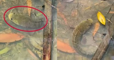 Video: Cá lóc mẹ dùng cả thân mình bảo vệ đàn con nhỏ