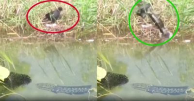 Video: Cá lóc nhảy lên mặt nước tấn công chim để bảo vệ con