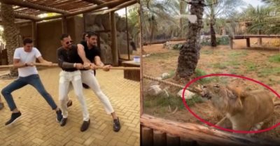 Video: Ba anh chàng kéo co thua một chú hổ
