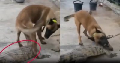 Video: Chú chó ‘đè đầu cưỡi cổ’ trêu ngươi cá sấu