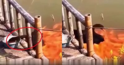 Video: Đàn cá vàng ‘bế’ ngỗng lấy đồ ăn