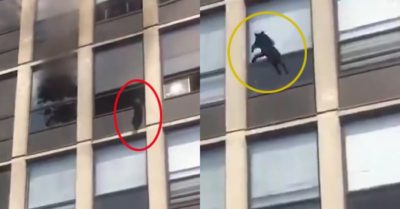 Video: Mèo đáp đất an toàn sau cú nhảy từ tòa nhà bốc cháy