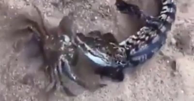 Video: Cá sấu đau đớn vì dại dột tấn công cua