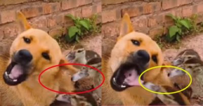 Video: Đàn vịt thi nhau vệ sinh răng miệng cho chó vàng