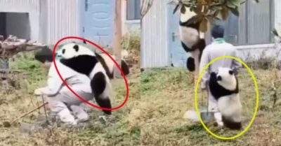 Video: Chú gấu trúc ‘lầy lội’ đu bám theo nhân viên chăm sóc