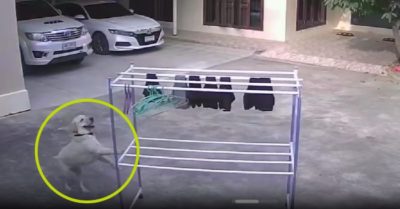 Video: Chó cưng giúp chủ đẩy quần áo ra phơi nắng