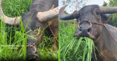 Video: Trâu ngơ ngác vì hàng xóm cãi nhau