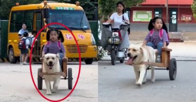 Video: Chó cưng kéo xe đưa đón cô chủ nhỏ đi học