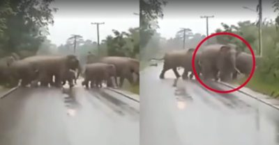 Video: Voi cúi đầu cảm ơn tài xế nhường đường