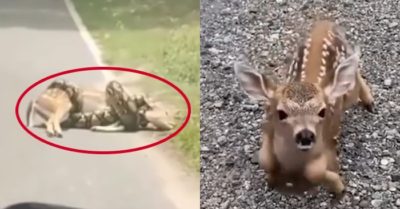 Video: Nai con đến nhà cảm tạ ân nhân sau khi thoát khỏi trăn khủng