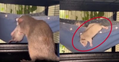 Video: Chuột mẹ xử lý cồng kềnh khi mang con vào tổ