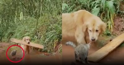Video: Chó bắc cầu cho mèo con qua sông