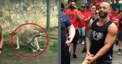 Video: Sư tử cái ‘hạ gục’ ba võ sĩ WWE lực lưỡng