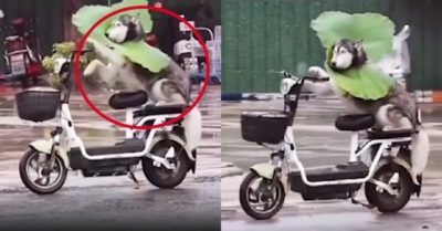 Video: Gia chủ hết hồn khi chó cưng hóa ‘Người vận chuyển’