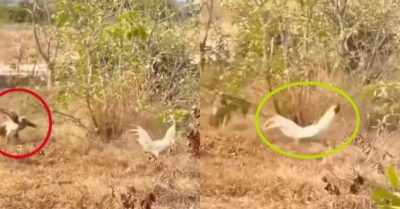 Video: Diều hâu bị gà trắng biến thành trò cười