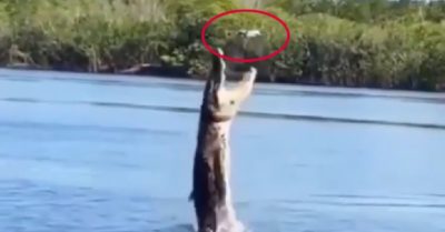 Video: Cá sấu nhảy lên mặt nước bắt flycam