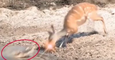 Video: Nai né đòn cá sấu siêu nhanh