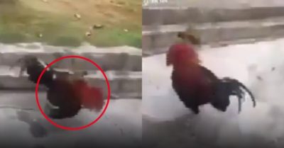 Video: Gà trống khốn khổ vì bị chim sẻ tấn công