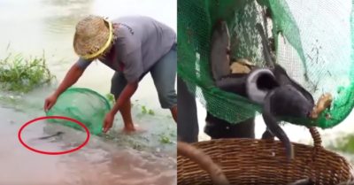 Video: Bắt cá mỏi tay khi nước lên