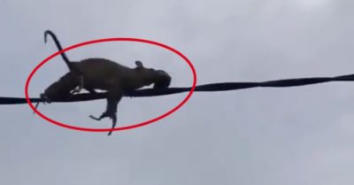 Video: Chuột mẹ cõng đàn con đi phăm phăm trên dây điện
