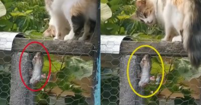 Video: Chuột nín thở bám trên tấm lưới sắt để trốn mèo