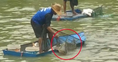 Video: Thuyền suýt chìm vì chài được cá khủng