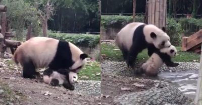 Video: Gấu trúc mẹ vật lộn bắt gấu con đi tắm