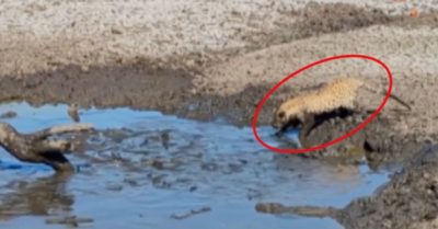 Video: Báo hoa mai nhảy xuống bùn bắt cá trê