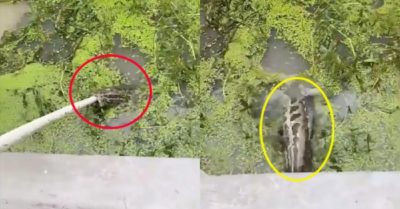 Video: Câu cá lóc khủng bằng gậy mà không tốn sức