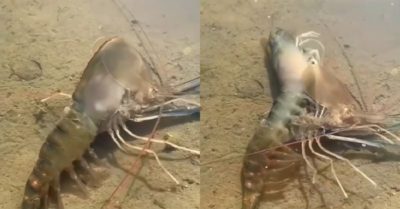 Video: Quá trình tôm càng xanh lột xác
