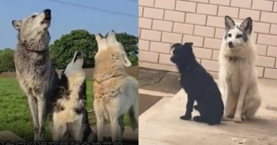 Video: Động vật khác loài bị đồng hóa khi ở chung với nhau