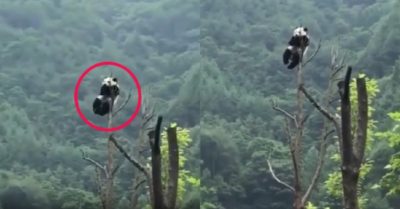 Video: Gấu trúc ngồi vắt vẻo trên ngọn cây