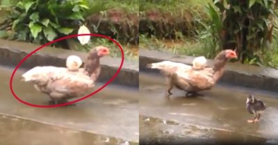 Video: Gà mẹ cõng con rón rén đi từng bước vì sợ con ngã