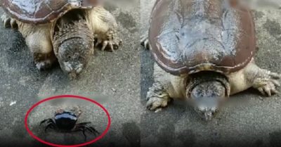 Video: Rùa ra đòn nhanh như chớp khiến cua ‘tan biến’