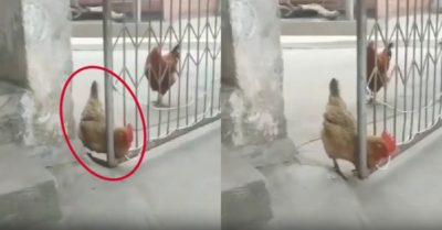 Video: Gia chủ tròn mắt nhìn khi thấy gà tự mở cửa
