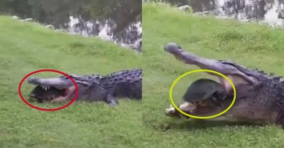 Video: Cá sấu buồn thiu vì con mồi quá cứng