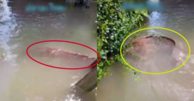 Video: Nữ gia chủ thảng thốt vì được cá trê khủng ghé thăm