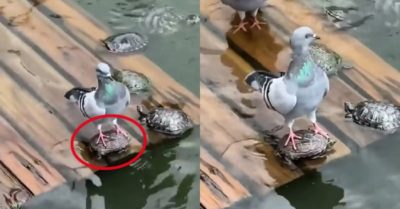 Video: Chim bồ câu cưỡi lên mai rùa để không bị ướt chân
