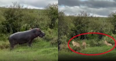 Video: Đàn sư tử hò nhau chạy té khói khi thấy hà mã xuất hiện