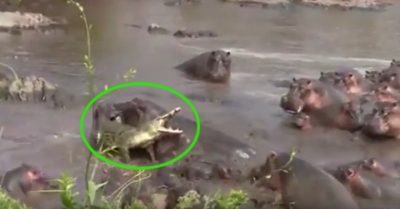 Video: Cá sấu lao đao trước đội quân hà mã