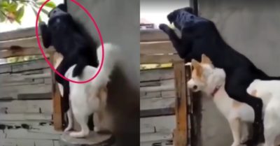 Video: Chó đen trèo lên lưng bạn để hóng chuyện hàng xóm