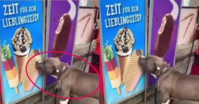 Video: Chó cưng không cưỡng lại được sức hút của “chiếc bánh kem giả”