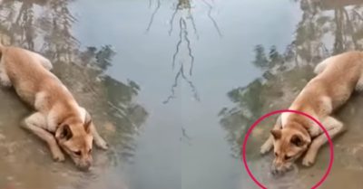 Video: Chú chó to xác vẫn thích chơi trò thổi bóng nước