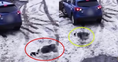 Clip: Chú chó lao tới ‘chớp nhoáng’ giải cứu cún con khỏi xe cán