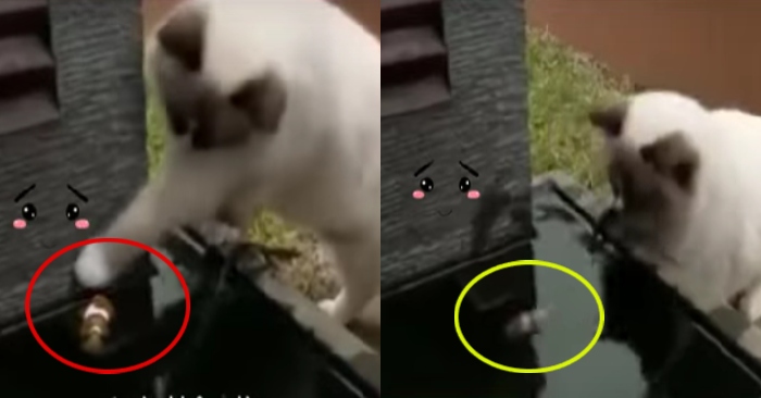 Video: Tình thương mến giữa chú mèo và cá khiến nhiều người thích thú